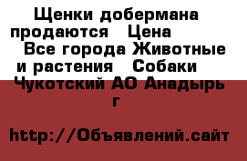 Щенки добермана  продаются › Цена ­ 45 000 - Все города Животные и растения » Собаки   . Чукотский АО,Анадырь г.
